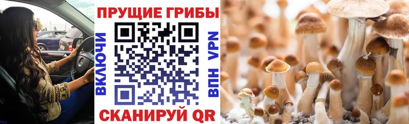 Галлюциногенные грибы Psilocybe  продажа наркотиков  Родники 